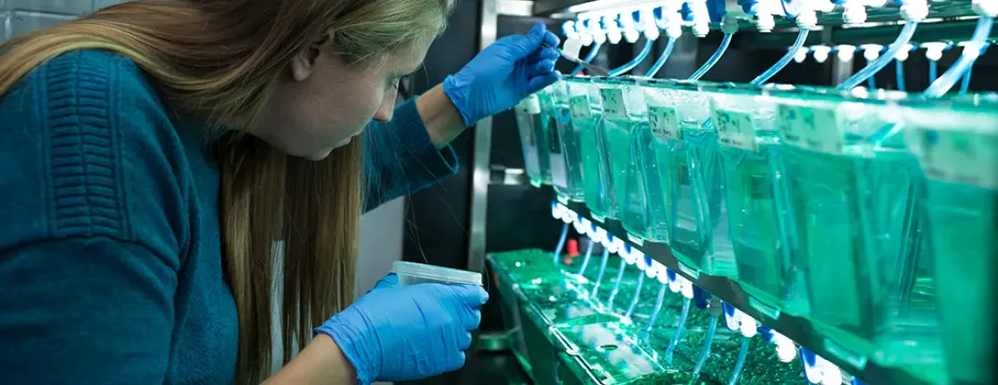 A student is examining zebrafish tanks