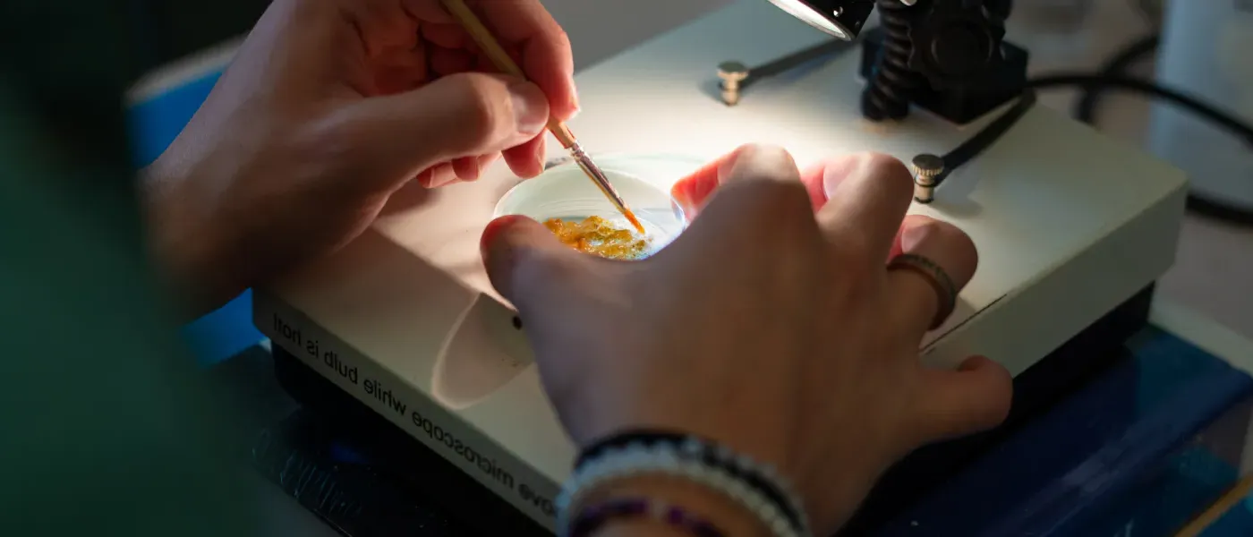 A close-up image of hands working using tools on bacteria in a petri dish